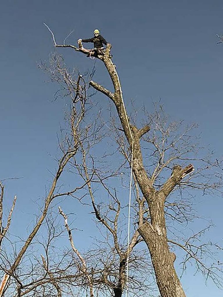 Larry climbing a tall tree to cut limbs